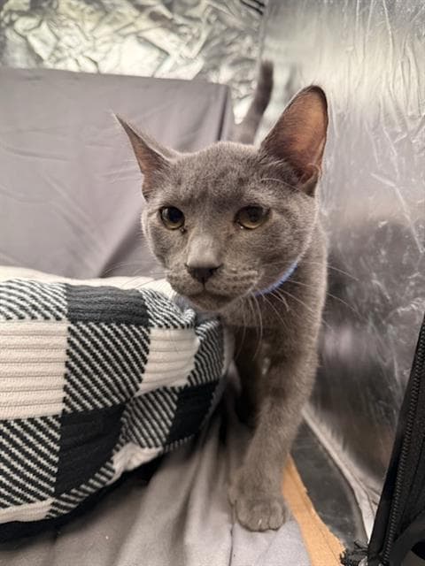 Smoke - Domestic Short Hair