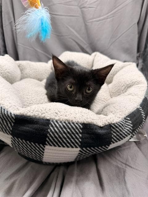 Peaches - Domestic Short Hair