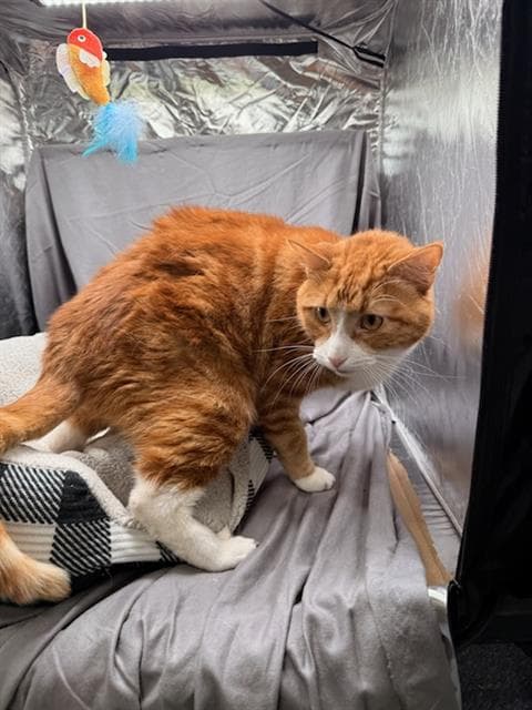 Bob - Domestic Short Hair