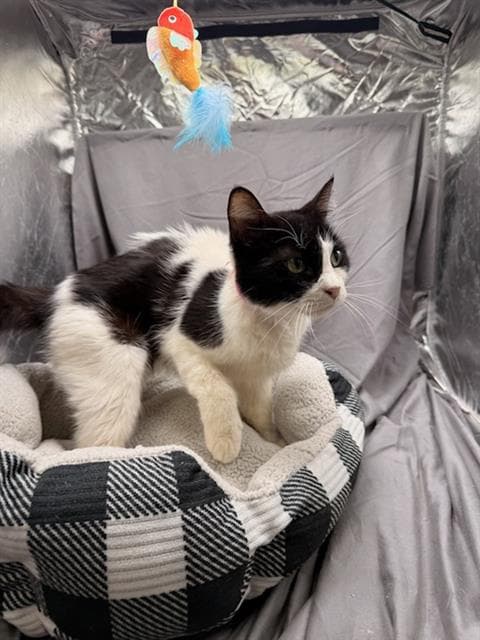 Carol - Domestic Short Hair