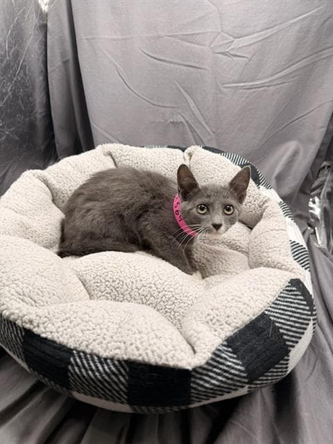 Toffee - Domestic Short Hair
