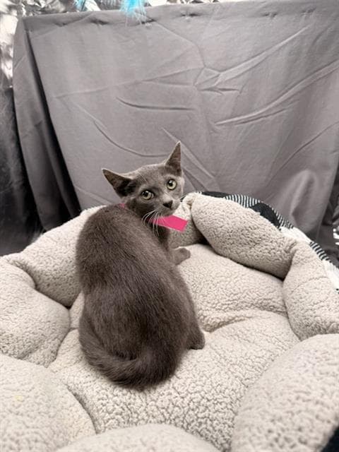 Taffy - Domestic Short Hair