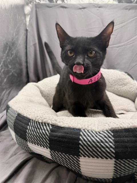 Dottie - Domestic Short Hair