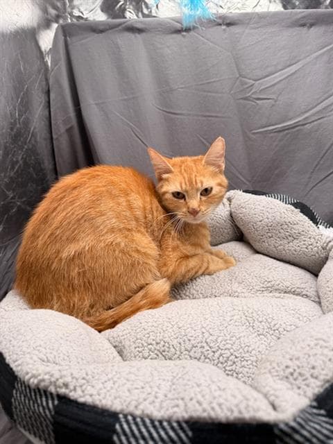 Cheri - Domestic Short Hair