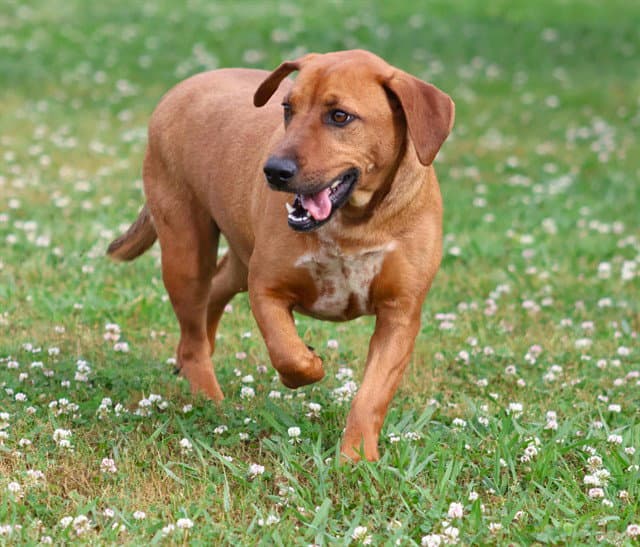 Pepper - Dachshund