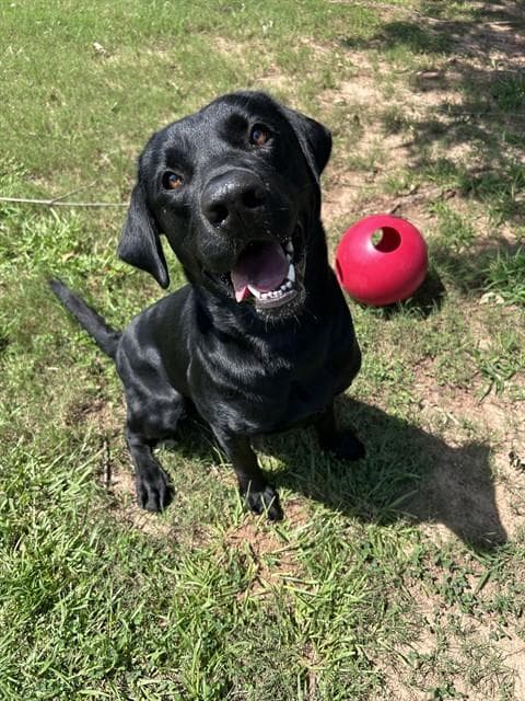 Moose - Labrador Retriever