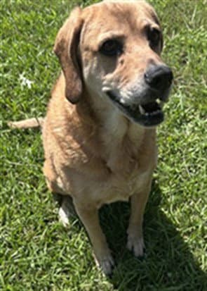 Emma - Labrador Retriever