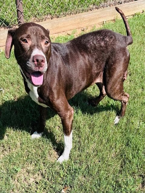 Gracie - Pit Bull Terrier