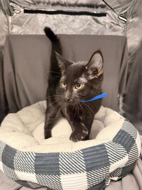 Gomez - Domestic Short Hair