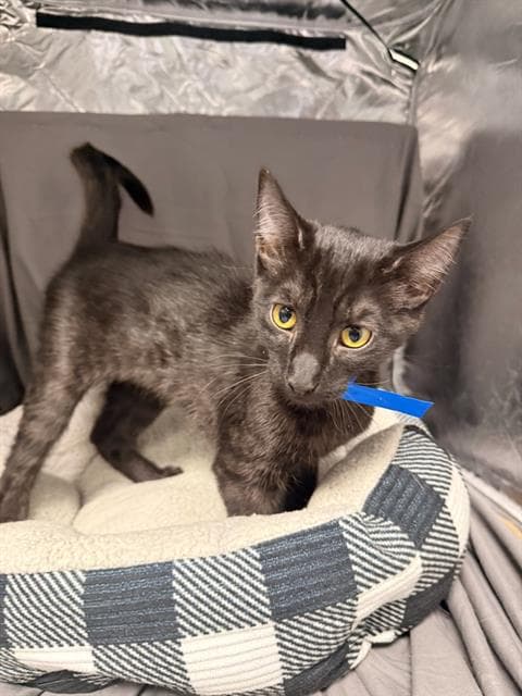Pugsley - Domestic Short Hair