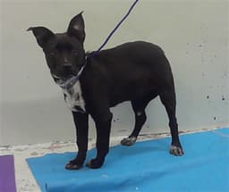 Toby image 1