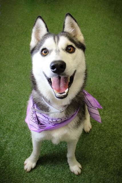 Sarah - Husky