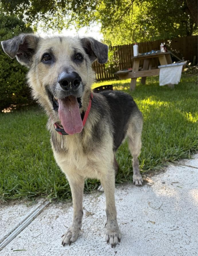 Ace - German Shepherd Dog