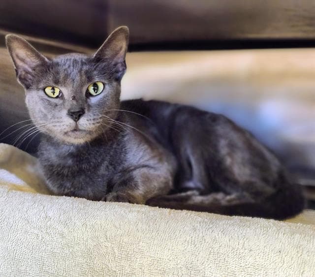 Luna - Domestic Short Hair