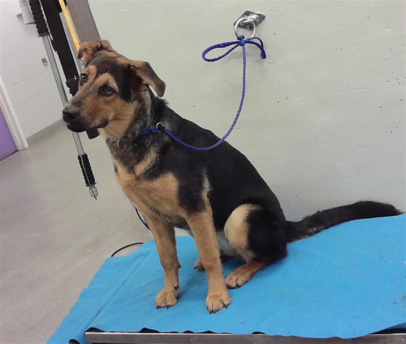 Michelle - German Shepherd Dog