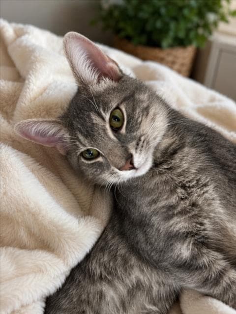 Ven - Domestic Short Hair