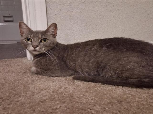 Twinkle - Domestic Short Hair
