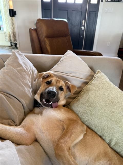 Glenn - German Shepherd Dog