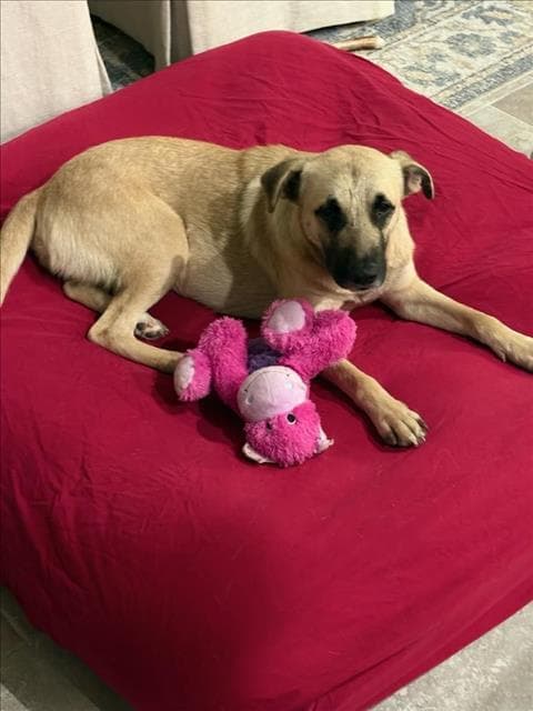 Poppy - German Shepherd Dog