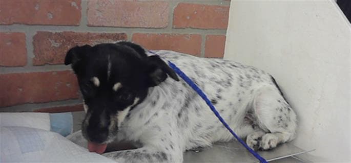 Hailey - Australian Cattle Dog/Blue Heeler