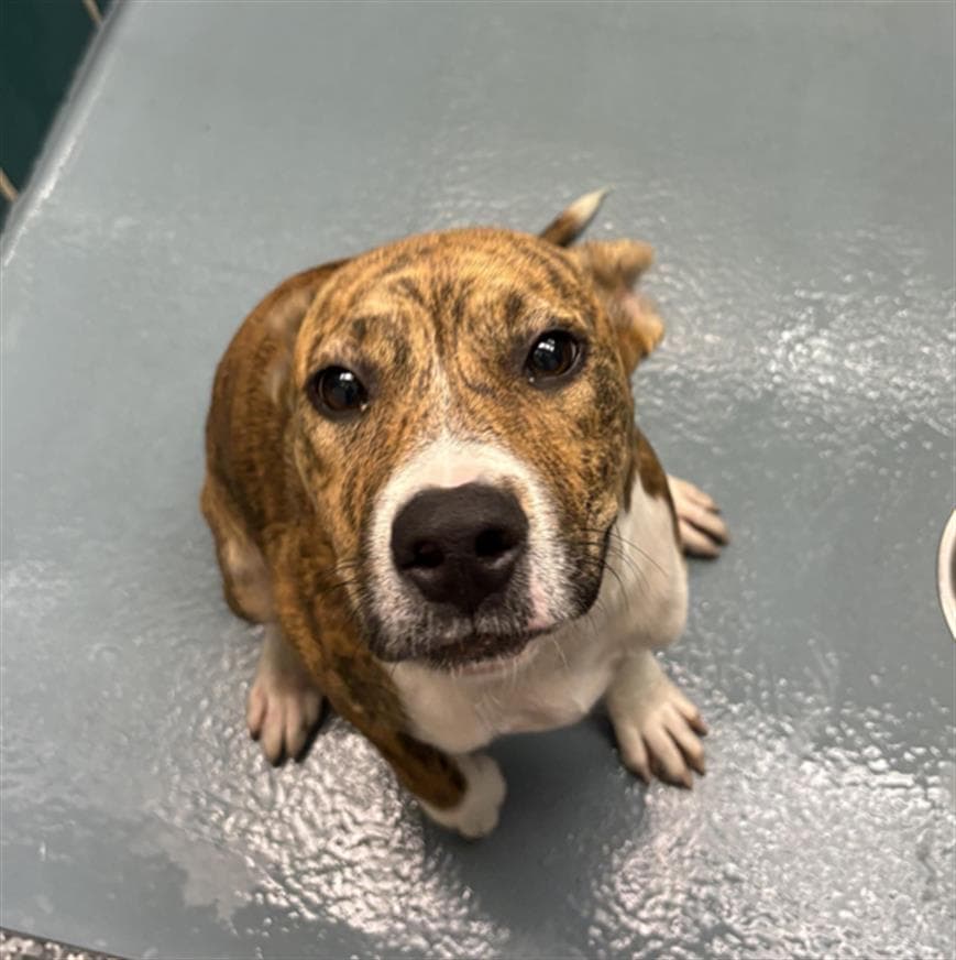 Unknown - American Staffordshire Terrier