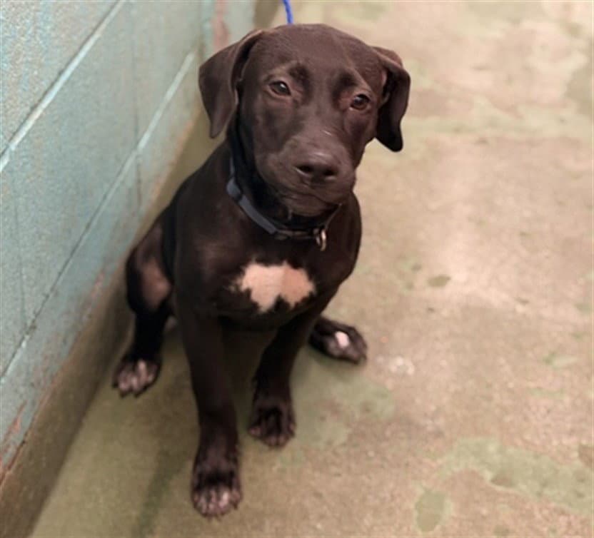 Linda - Staffordshire Bull Terrier