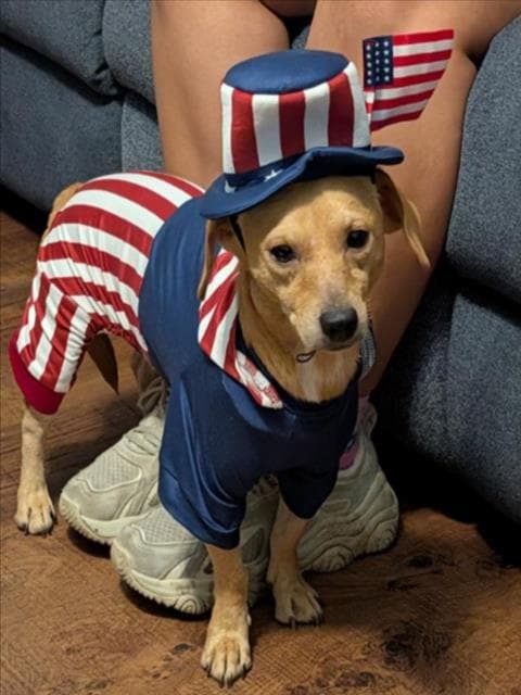 Ian - Chihuahua