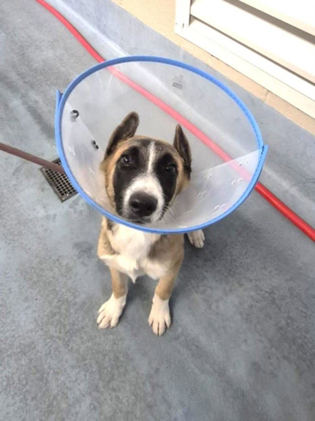 Dany - Belgian Shepherd Malinois