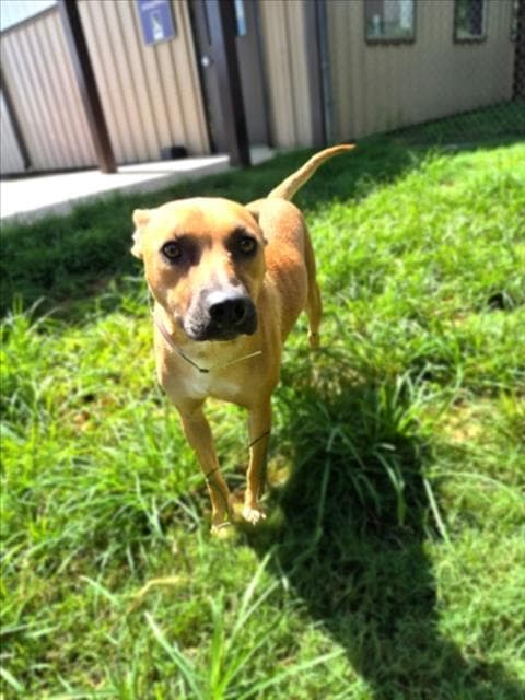 Unknown - Staffordshire Bull Terrier