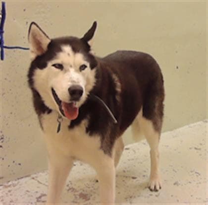 Orion - Siberian Husky