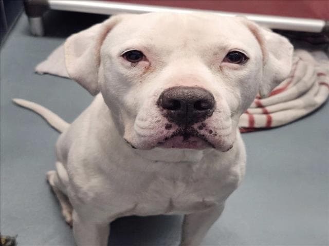 Lafayette - Staffordshire Bull Terrier