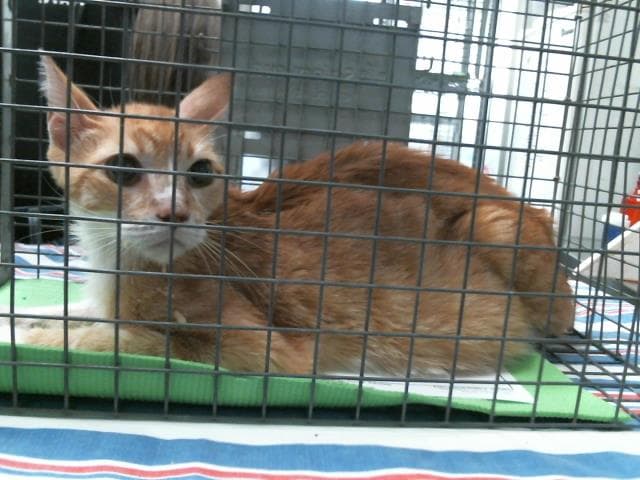 Earl - Domestic Short Hair