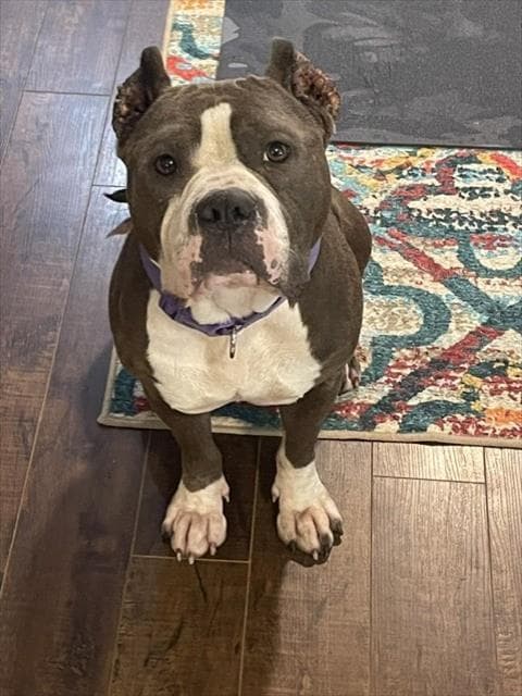 Polly Pocket - Staffordshire Bull Terrier