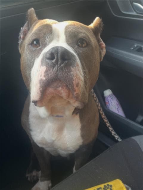 Polly Pocket - Staffordshire Bull Terrier
