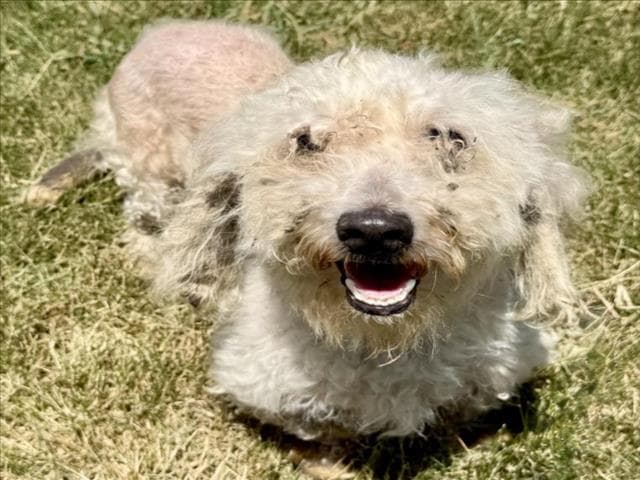 White - Poodle (Miniature)