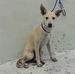 Lucy image 1