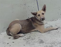 Nala image 1