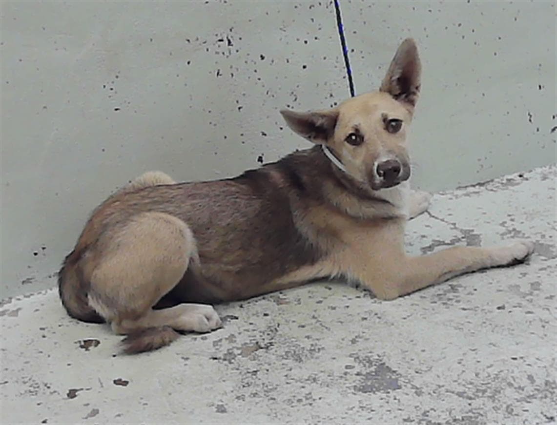 Nala - German Shepherd Dog