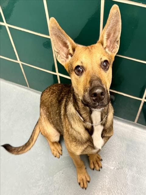 Marbin - German Shepherd Dog