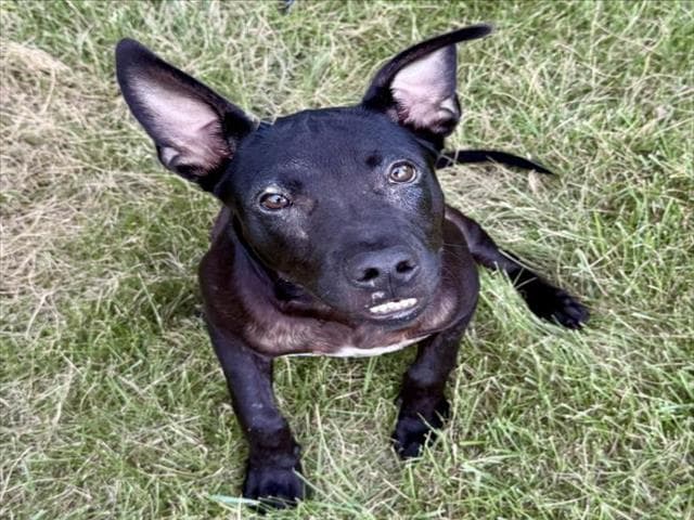 Unknown - Staffordshire Bull Terrier