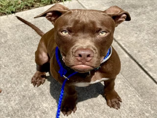 Unknown - Staffordshire Bull Terrier
