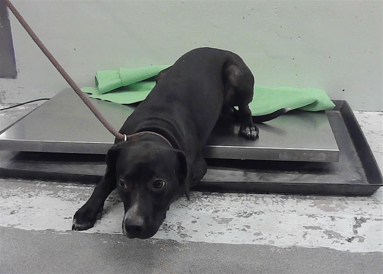 Mikey - Dachshund