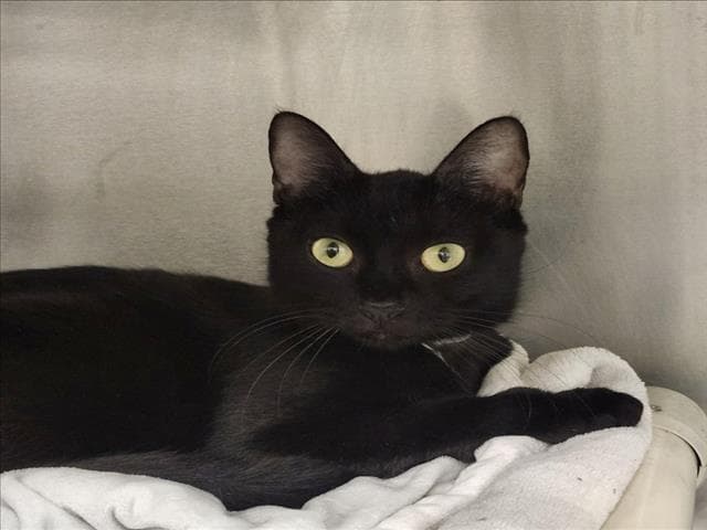Lucerito - Domestic Short Hair