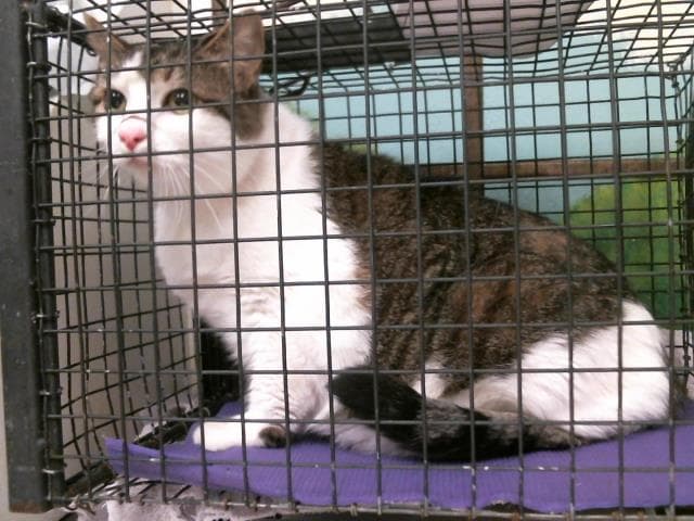Blue - Domestic Short Hair