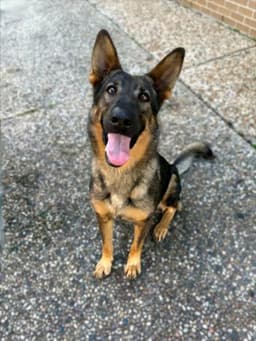 Archie image 1