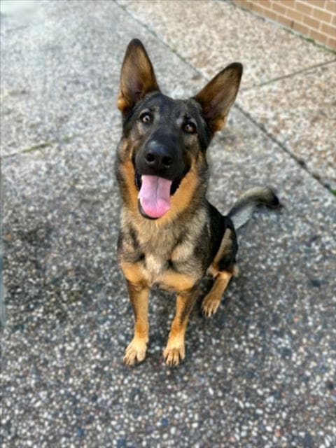 Archie