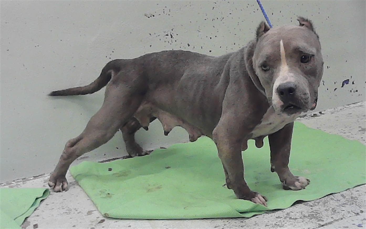 Cruz - Staffordshire Bull Terrier