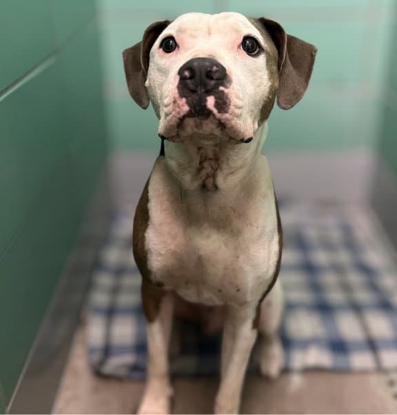 Rocko - American Staffordshire Terrier