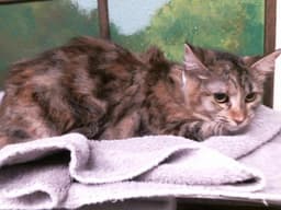 Unknown image 1