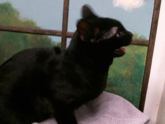 Unknown - Domestic Short Hair